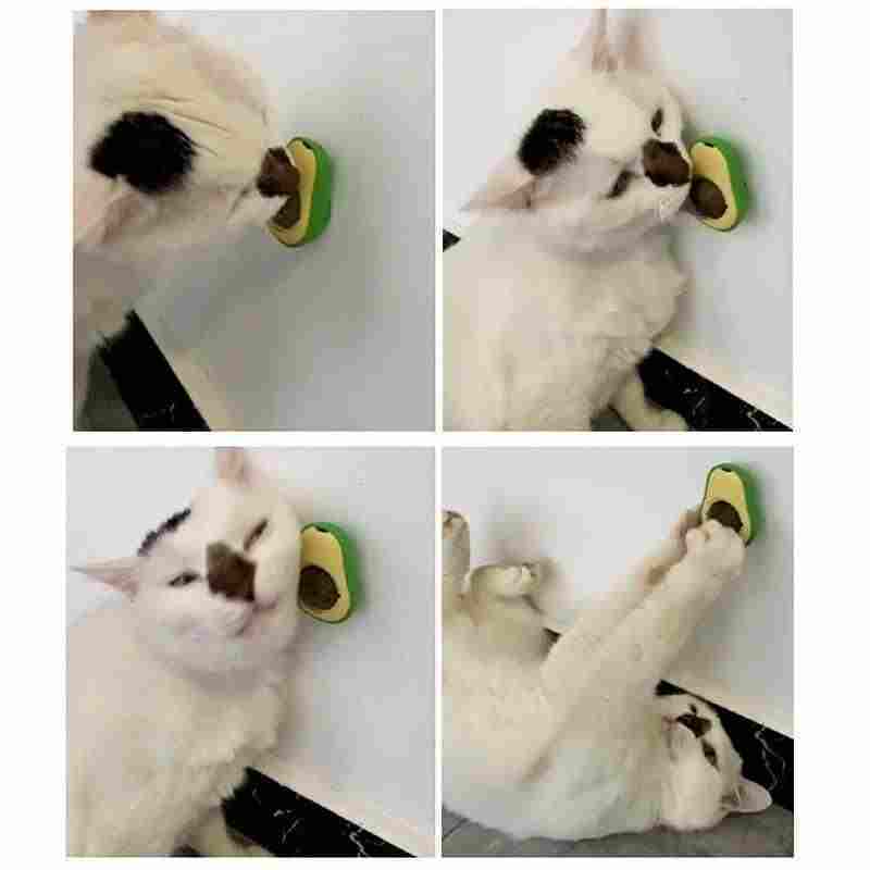 Brinquedo Interativo para Gatos com Erva Gateira Catnip - Avogato - CONTED